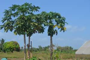 Papaya Trees