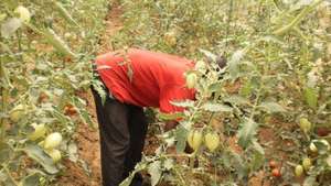Harvesting Tomatoes