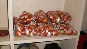 Tomatoes ready for sale