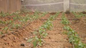 Seedlings growing