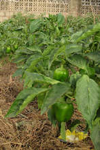 Peppers ready to be harvested