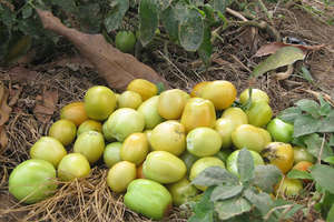 Tomatoes