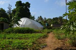 Greenhouse