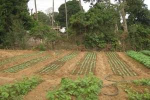 rows of beautiful food