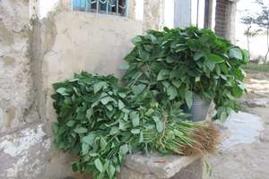 Greens for families to eat