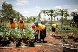 gardening in Kenya