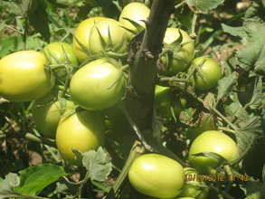 our tomatoes!