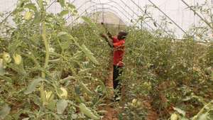 samuel harvesting tomatoes