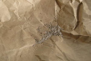 Seeds