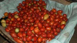 Tomatoes!