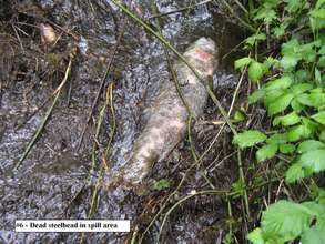 Dead steelhead - GHID Diversion - Rogue River