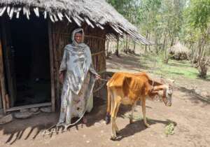 Halima and her calf