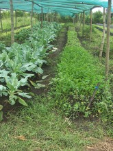 Organic vegetable production in MOF