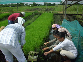 Organic Rice Production Training