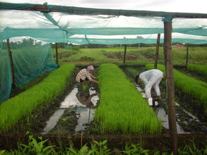 SRI training