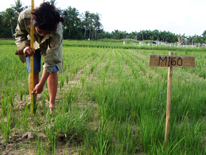 Rice Varietal Adaptability Trials in Bohol