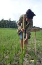 Varietal Trial of rice