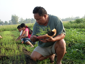 Farmers' Training on Organic Rice Production