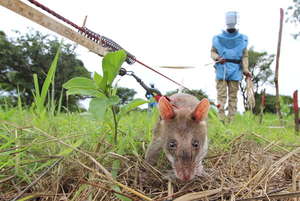 HeroRAT clearing mine contaminated land