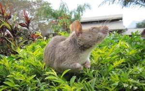 26 HeroRATs sent to Mozambique for mine detection