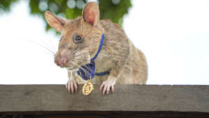 Magawa and his gold medal.