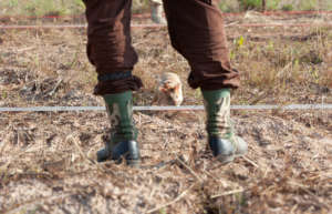 A Landmine Detection Rat (photo Allan Staley)
