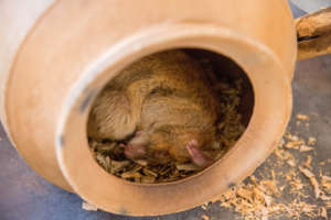 A claypot provides a dark and cool environment