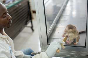 TB detection rat receiving a reward (Briana Marie)