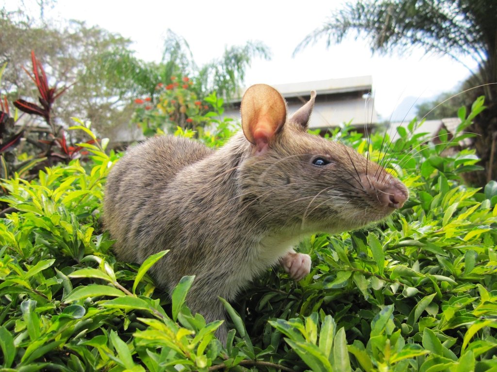 A HeroRAT plays after training