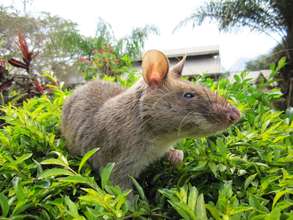 A HeroRAT plays after training