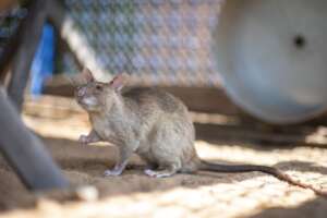 Playtime! All HeroRATs have play time each day
