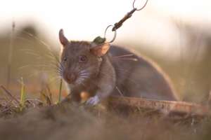 Our new HeroRAT, Ronin available for adoption.