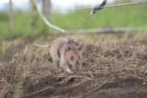 An Angola HeroRAT in the field.