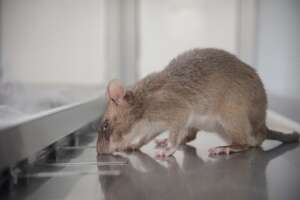 HeroRAT detecting Tuberculosis (TB)