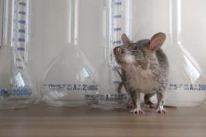 TB Detection Rat Genovive in the lab