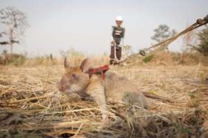 Cambodian HeroRAT