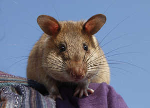 Welcome from Cherish the HeroRAT!