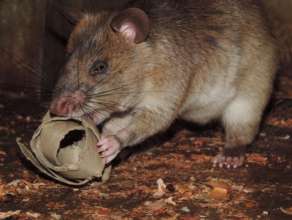 Toys motivate the animals to forage for food