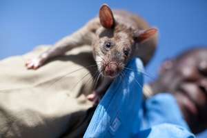 A mine detection rat working in Angola