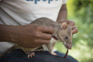 HeroRAT harnessing up for landmine clearance