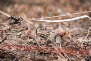 Mine detection HeroRAT