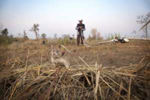 Brave HeroRAT saving lives in Cambodia