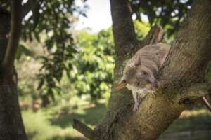 HeroRAT playing in tree!