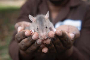 Baraka  - Our New Adoption Rat