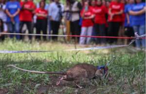 HeroRATs demonstration, Azerbaijan. Photo UNDP