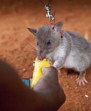 Banana treat for a young HeroRAT-in-training