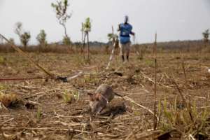 APOPO's HeroRATs are working hard in Angola.