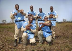 The Angolan HeroRATs with their handlers.