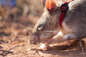 Sniffing out mines in Angola