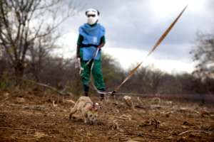 Mine detection rats speed up clearance operations